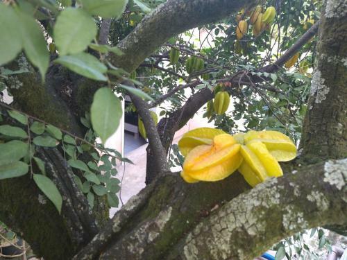 Casa No Centro De Triunfo