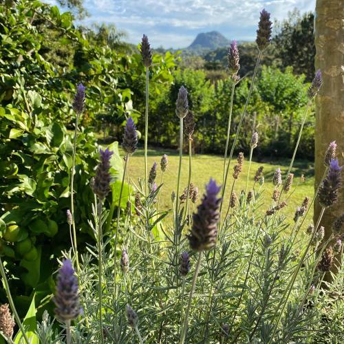 Apartamento Segredo Da Serra Guest House