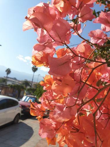 Apartamento Casa Lea (tenerife)