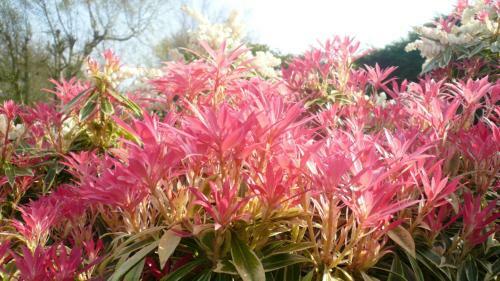 Bed & Breakfast Chambres D'h�tes Le Jardin D'alice