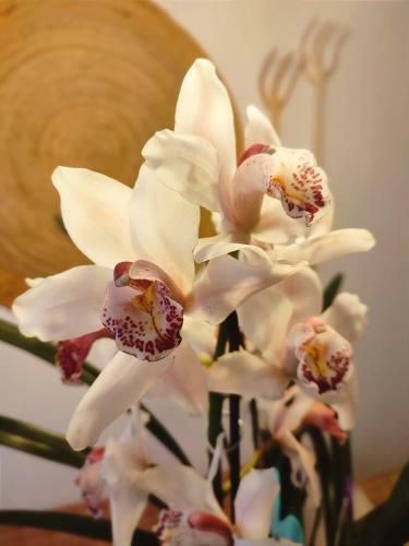 Apartamento Casa Sant Vicent 63