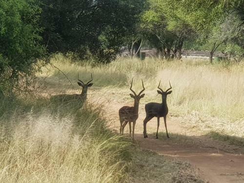 Bosveld Bruilof & Bushaway Lodge