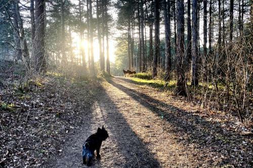 Prachtige Duinvilla's Op Natuurpark
