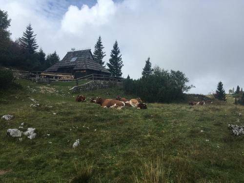 Chalet Tisa Velika Planina