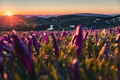 Ko?a Ojstrica - Velika Planina
