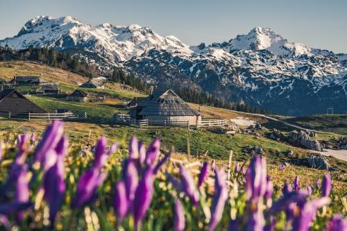 Ko?a Ojstrica - Velika Planina