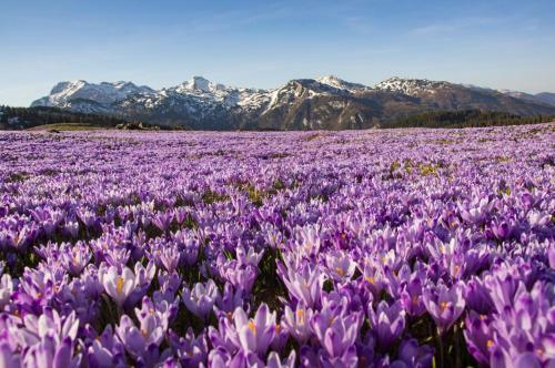 Ko?a Ojstrica - Velika Planina