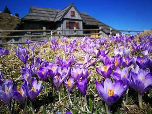 Ko?a Ojstrica - Velika Planina