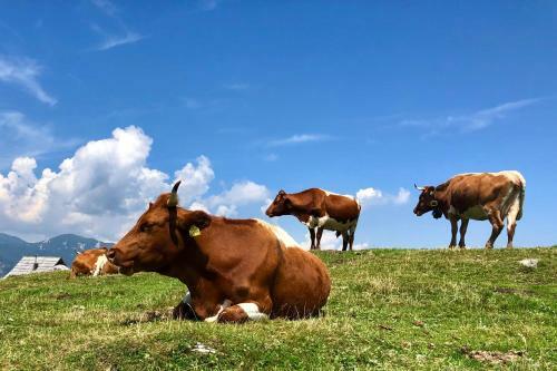 Ko?a Ojstrica - Velika Planina