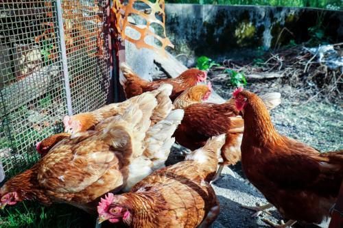 Apartment Organic Farm Hvadnik