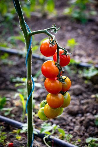 Apartment Organic Farm Hvadnik