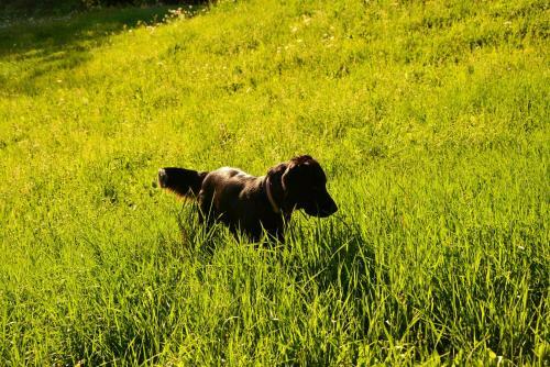 Apartments Pri Marjetki