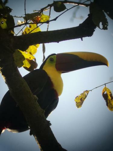 Hostal Sur� House Corcovado