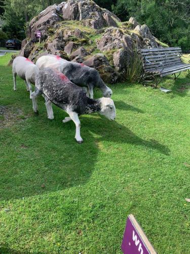Wheelwrights House, Elterwater