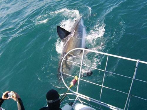 Gansbaai Lodge & Backpackers