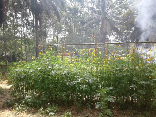 Albergue Suan Bang Bon, B&B - Inn
