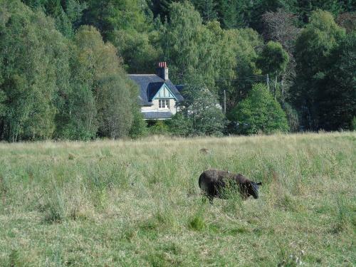 Thistle Cottage, Crannachcottages