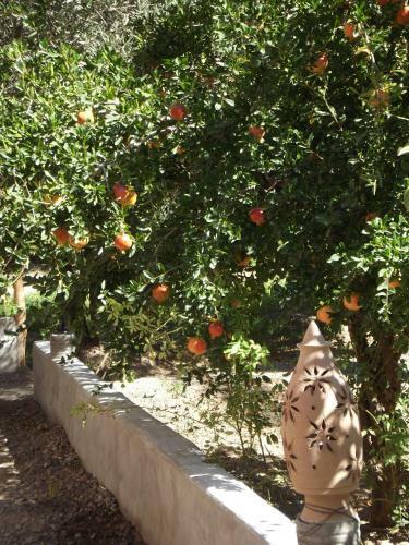 Bed & Breakfast Le Jardin Des Grenadiers