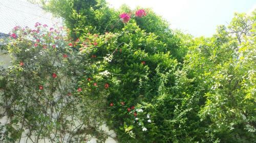 Riad Slama