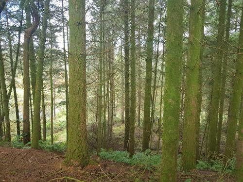 Cosy Cottage In The Blackdown Hills Devon