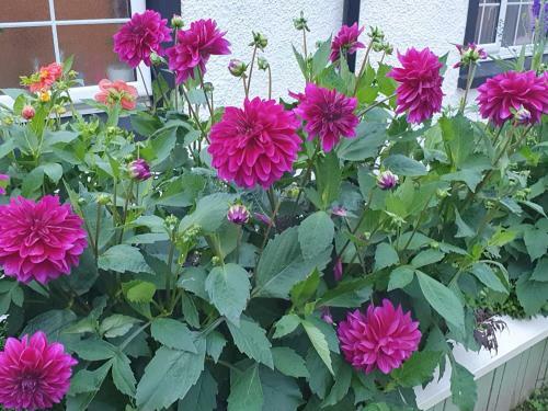 The Little Garden Hoose