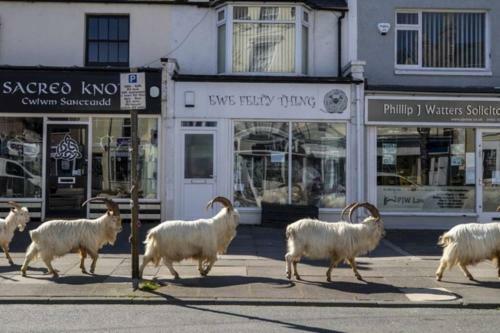 Beautiful Townhouse On The Great Orme, Llandudno Pet Friendly