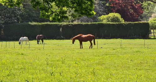 Park Farm Touring Caravan, Minstead, New Forest