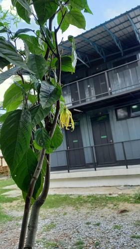 Hotel Cerana Villa Eco Resort