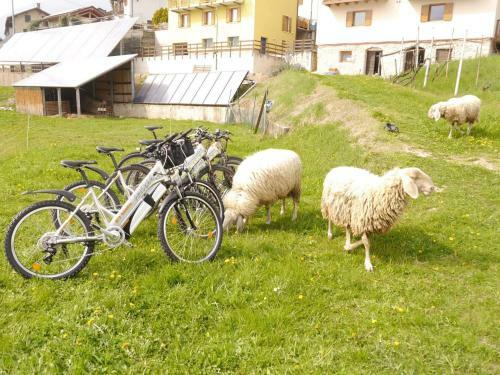 B&B Tomaselli