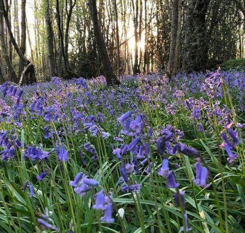Apartamento Bluebells
