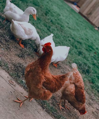 Apartamento Bluebells