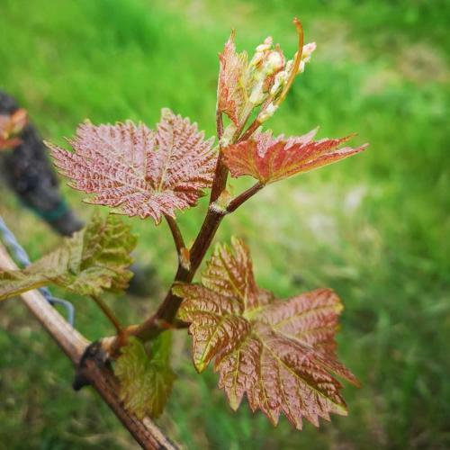 Bed & Breakfast Weingut Albert, Familie Cramer