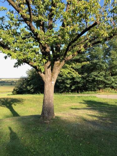 Kellerst�ckl Postrumer Weinberg 49