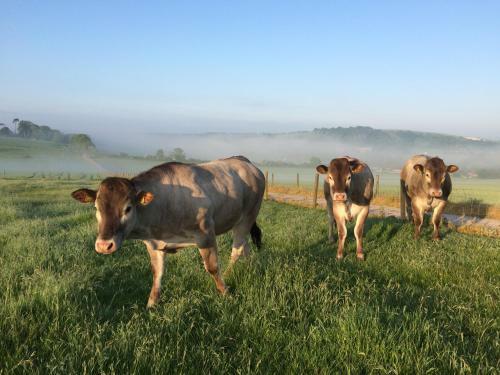 Gallops Farm Holiday Cottages Findon