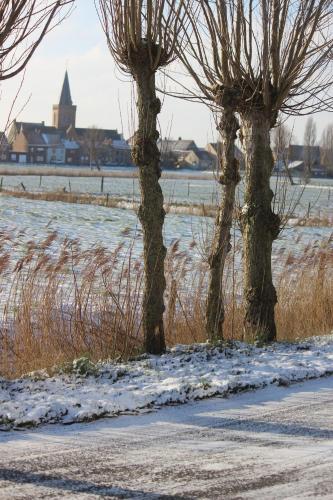 Maneschijn****