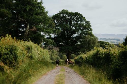 Cardross Holiday Cottages