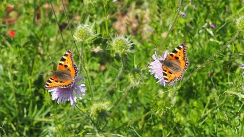 Apartamento Urlaub Im Naturgarten