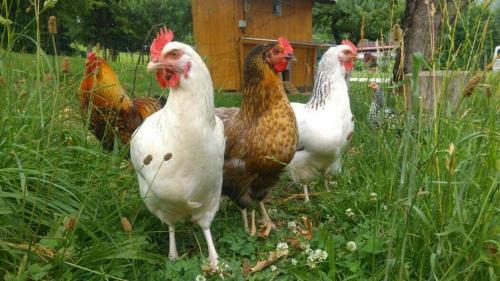 Agroturismo Wassererlehen