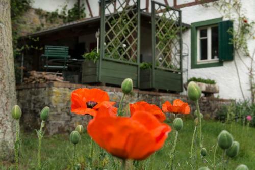 Apartamento Zum-goldenen-schaf