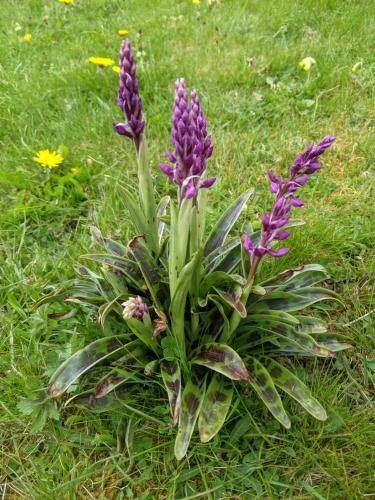 Ferienhaus Vulkaneifel Haus Pesch