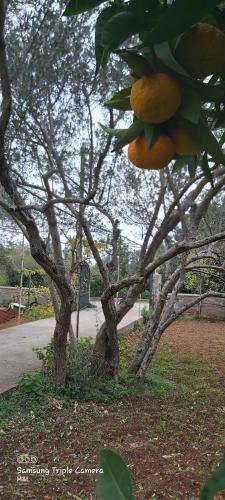 Vecchia Oliva,kuljica