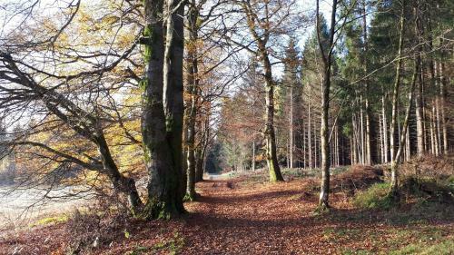 Apartamentos Harz Blick