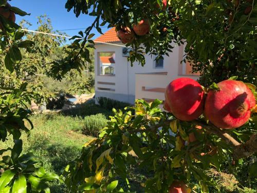Roses Apartment