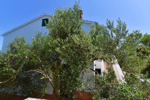Apartmani Badurina - Maslina