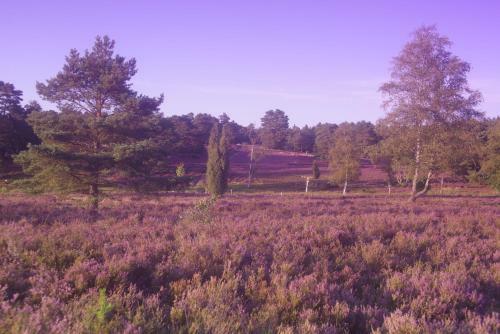 Ferienwohnung Schuur - Buchholz In Der Nordheide
