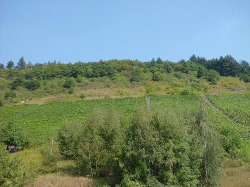 Apartamento Ferienwohnung Burgenblick