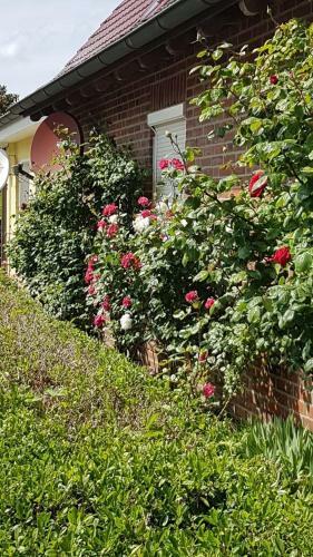 Apartamento Ferienwohnung Im Rosengarten - Fewo 3