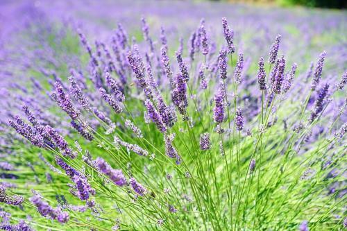 Apartment Lavanda