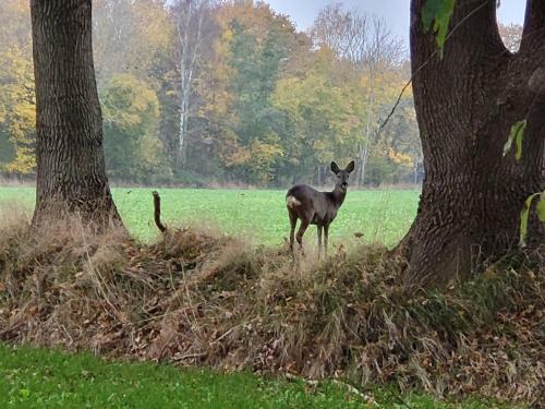 G�stehaus Am Brockeswald