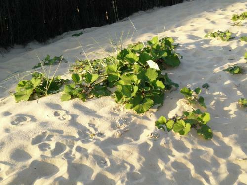 Apartamento Strandhaus-susi